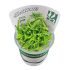 AquaNature Tissue Culture Aquarium Plant Mayaca Fluvitalis For Planted Aquarium